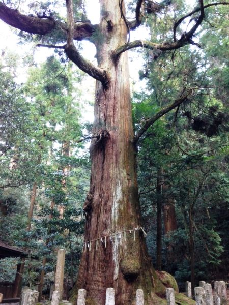 矢頭中宮キャンプ場1