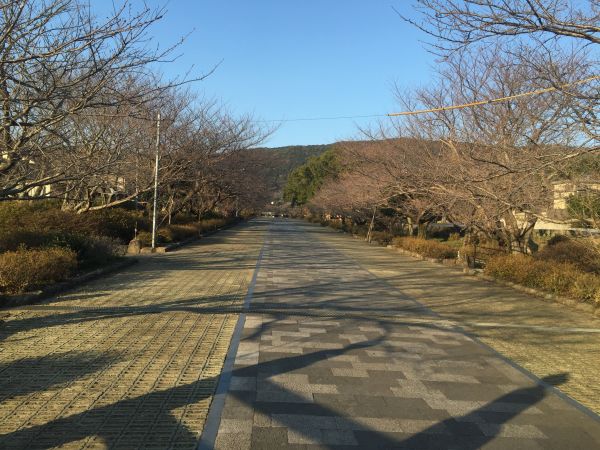 橘公園　【雲仙市】　【花見】　【４名様～】