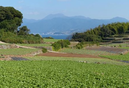 国崎公園（雲仙市）【４名様から】【キャンプ】【海】