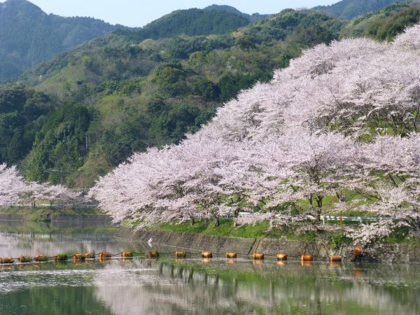 庭木ダム【大村市／東彼杵周辺の方にオススメ】【花見】