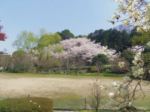 葛城山麓公園（葛城市）-花見