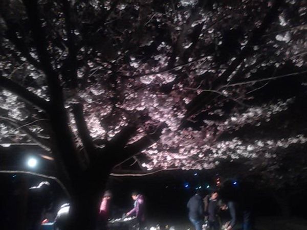 唐津市　花見